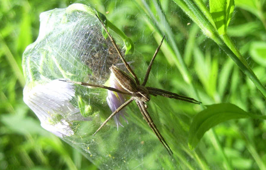 Pisaura sp. - Sassello (SV)